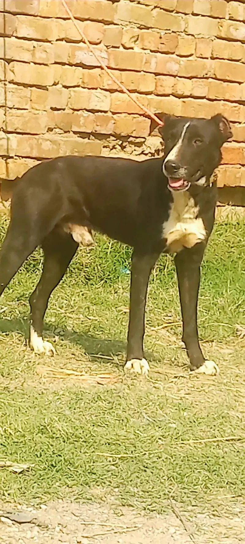 Afghan Kuchi / Afghani Kuchi  dog / security dog / guard dog — photo 2