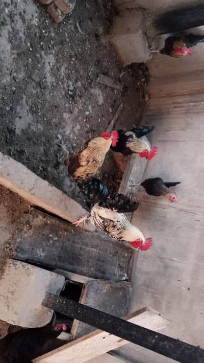 Roster for sale  Golden Misrir