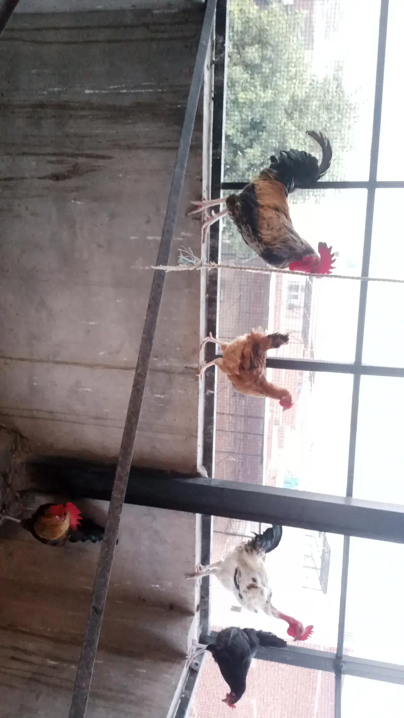 Roster for sale  Golden Misrir — photo 2
