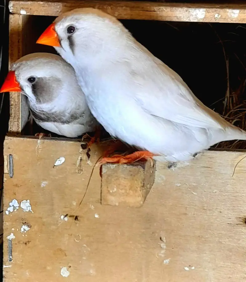 Undersize White Zebra breeder pair or 2 extra fm urgent sale — photo 2