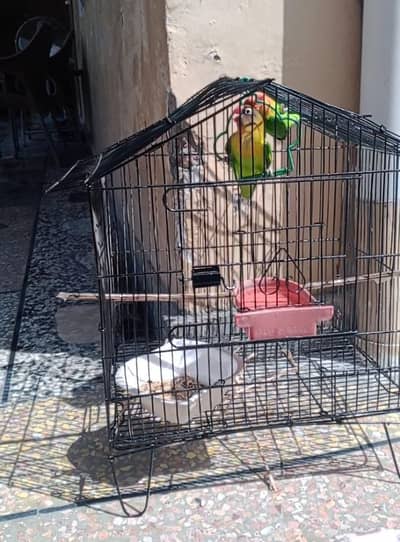 love birds with cage , full active pair