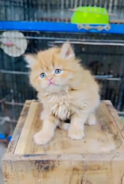 Persian kitten mail and female for saleContact my WhatsAp