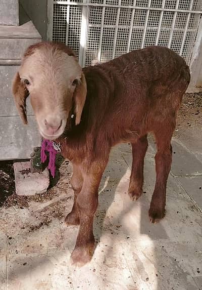 TURKISH DUMBA Male 03342637391