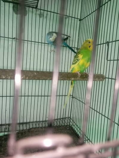 cage woodñ pinjra kujy matkiya
