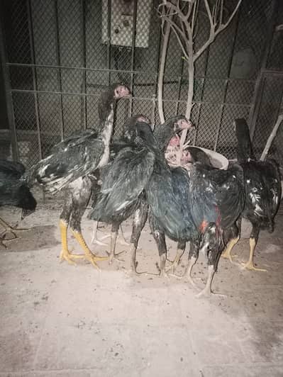 king size Shamo black long Lage | high quality shamo pair |
