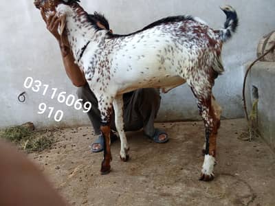 nagra or makhichina karass bakra