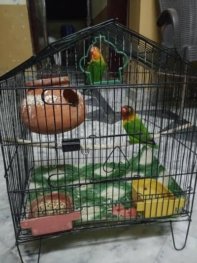 love birds with cage , full active pair