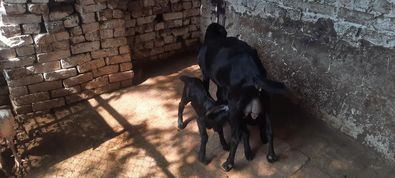 Teddy bakri 2 bachy — photo 2