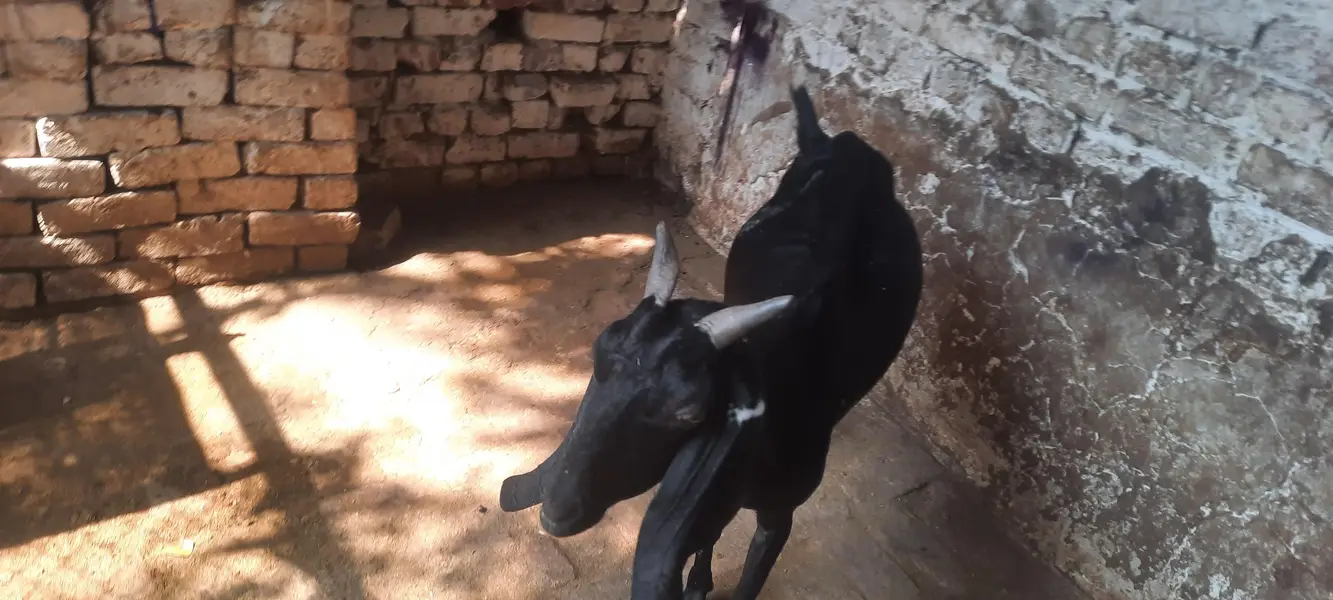 Teddy bakri 2 bachy — photo 3