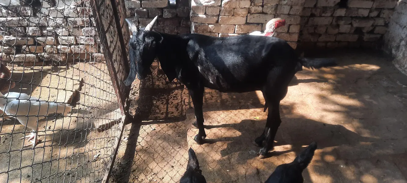 Teddy bakri 2 bachy — photo 4