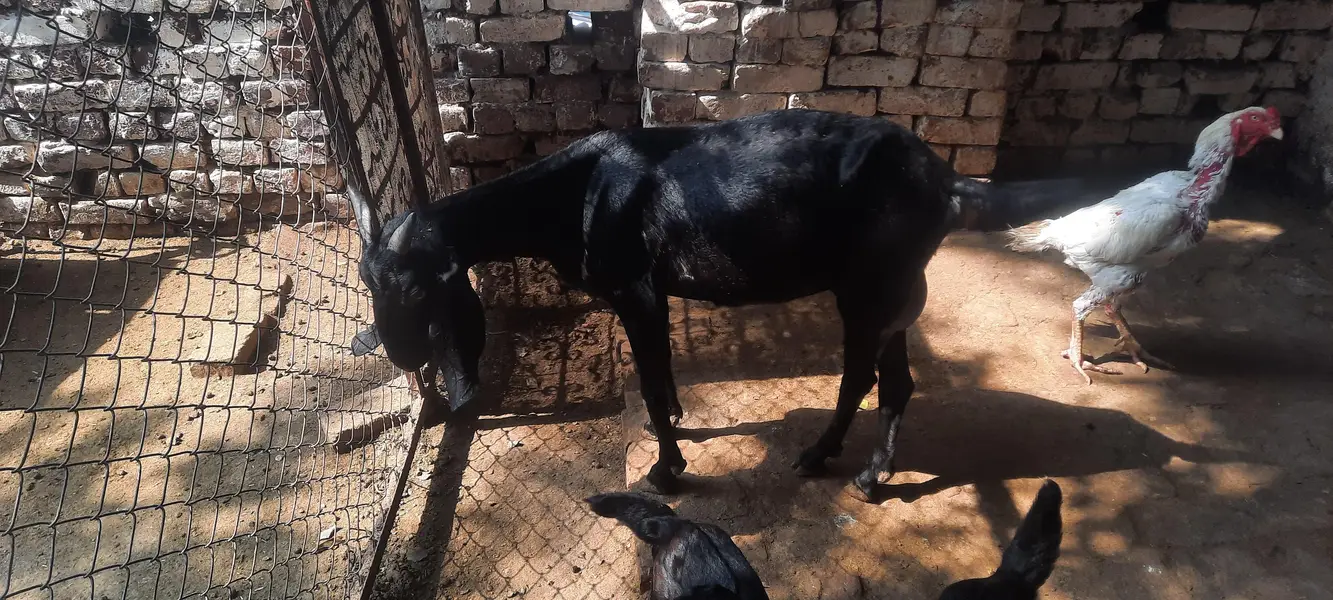 Teddy bakri 2 bachy — photo 5