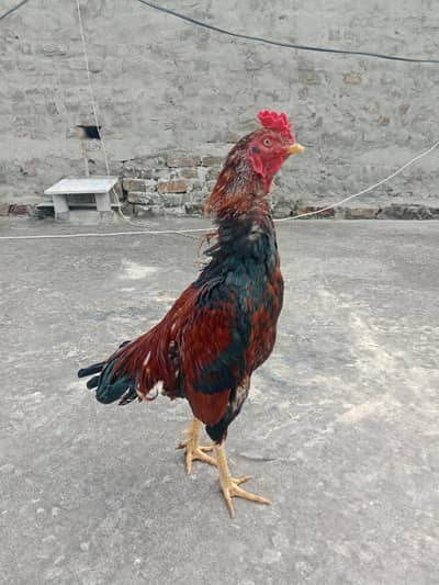 Aseel lakha patha