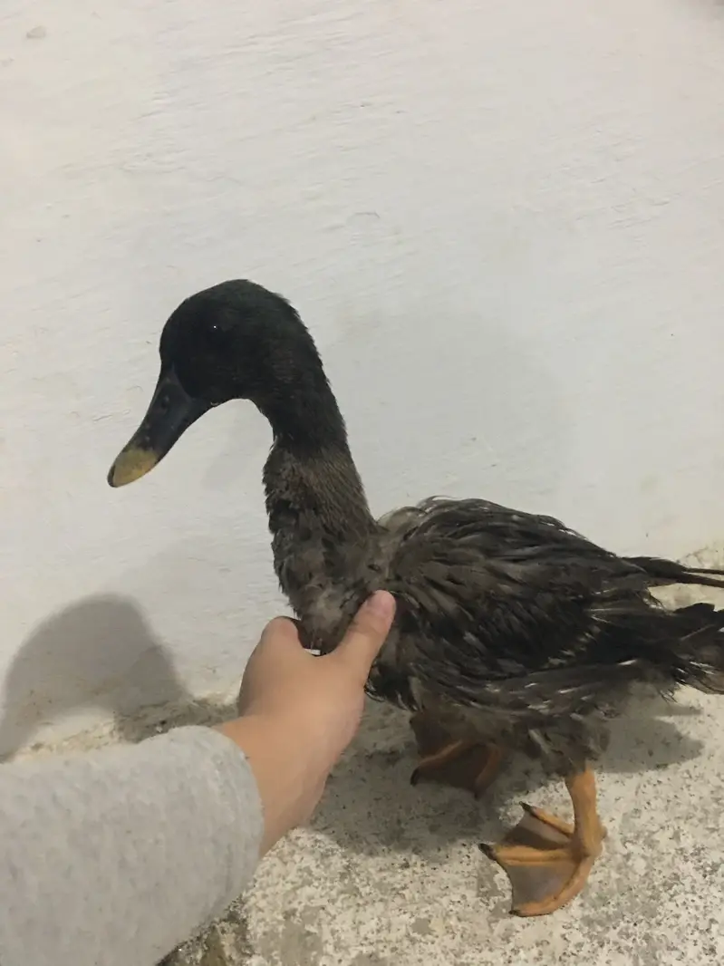 Emergency sell best for breeding 1 male 2 female — photo 2
