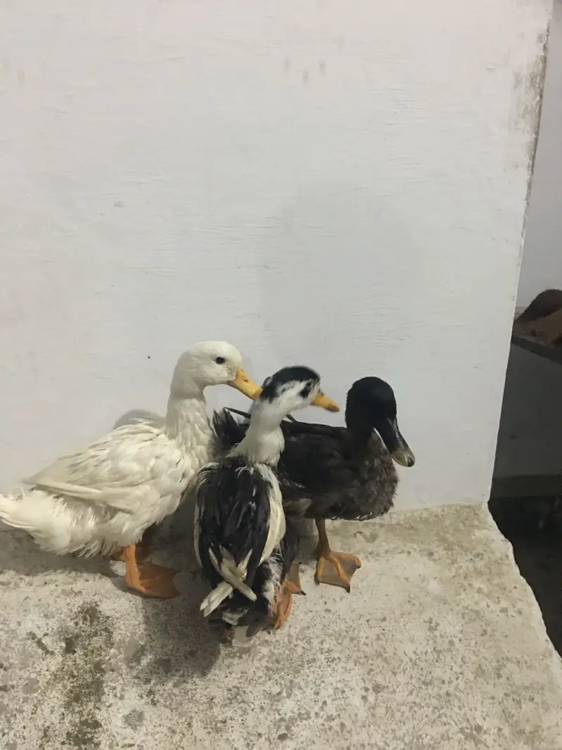Emergency sell best for breeding 1 male 2 female — photo 3