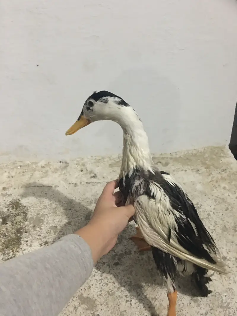 Emergency sell best for breeding 1 male 2 female — photo 4