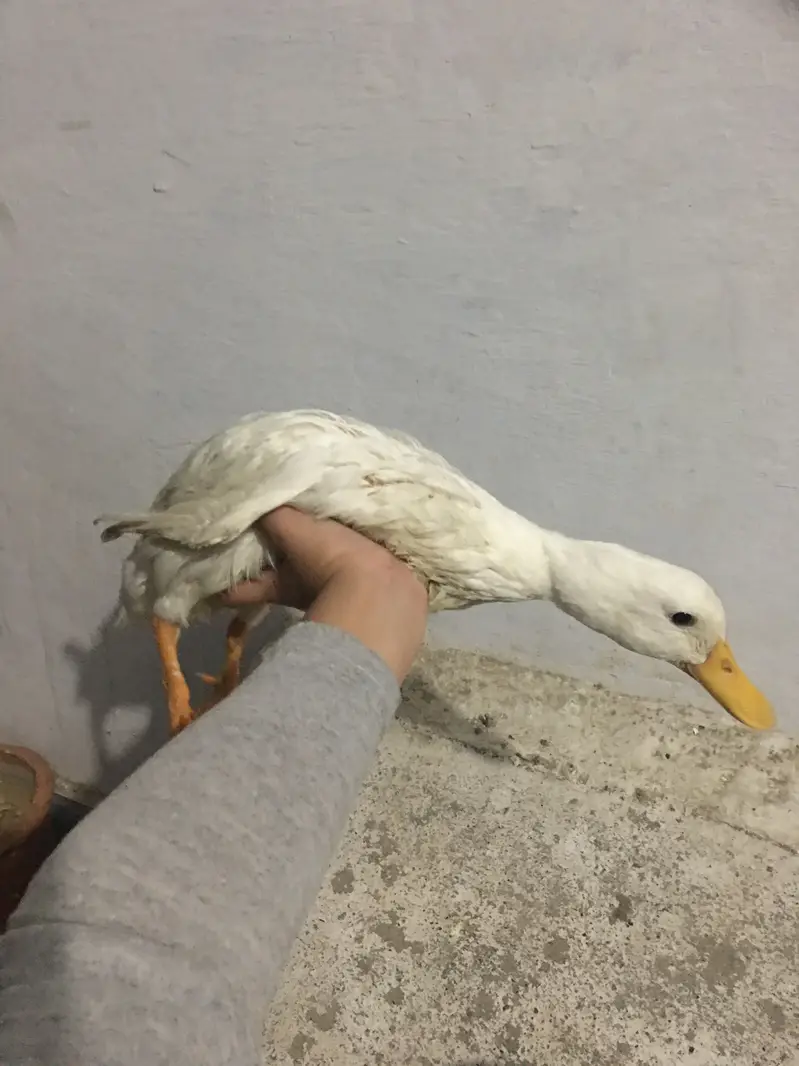Emergency sell best for breeding 1 male 2 female — photo 5