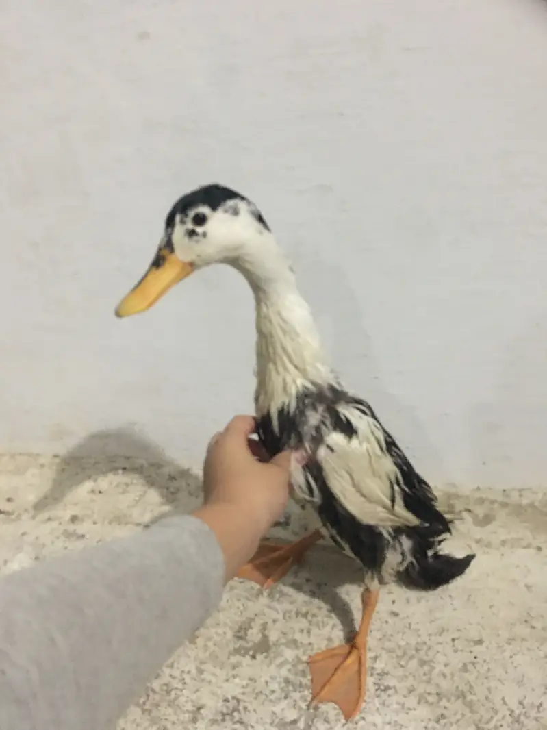 Emergency sell best for breeding 1 male 2 female — photo 6