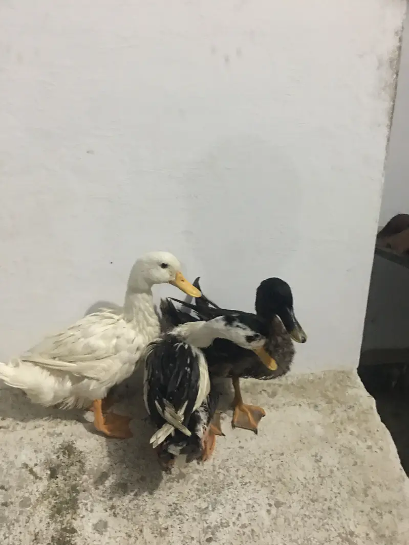 Emergency sell best for breeding 1 male 2 female — photo 7