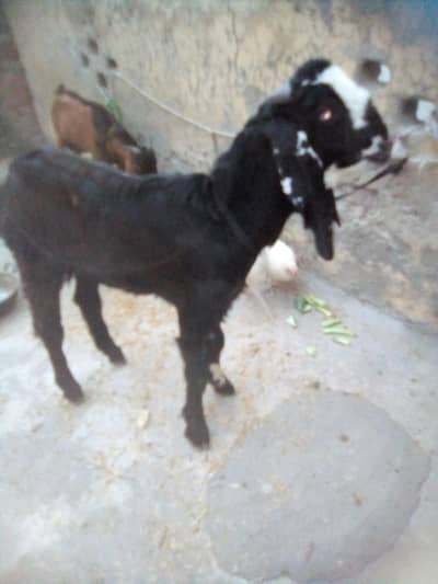 for sale beetle bakra 0301_5227413