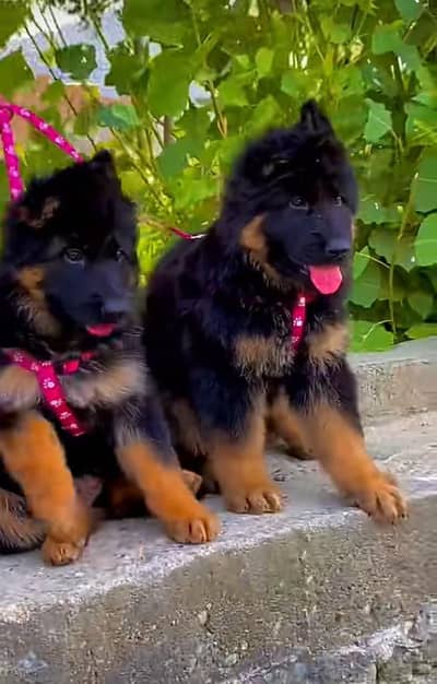 Pure German Shepherd breed for sale WhatsApp mi