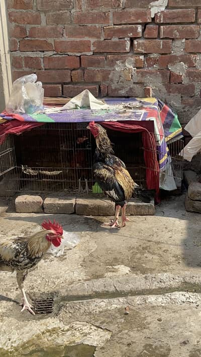 Mianwali aseel sawa murga