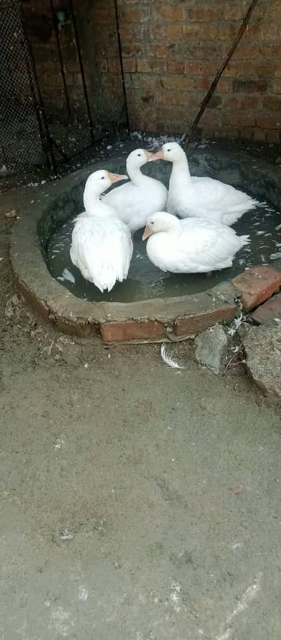 Ducks pair