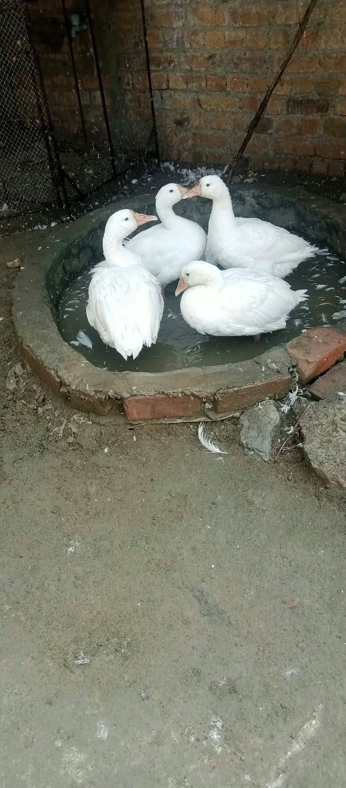 Ducks pair 0