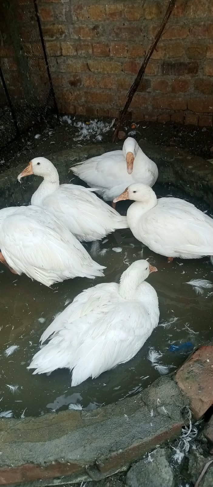 Ducks pair 1