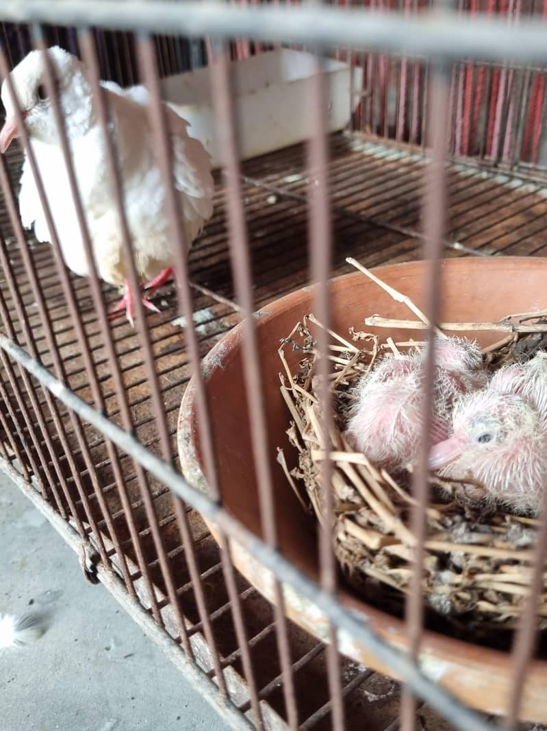 doves( khumray) 1