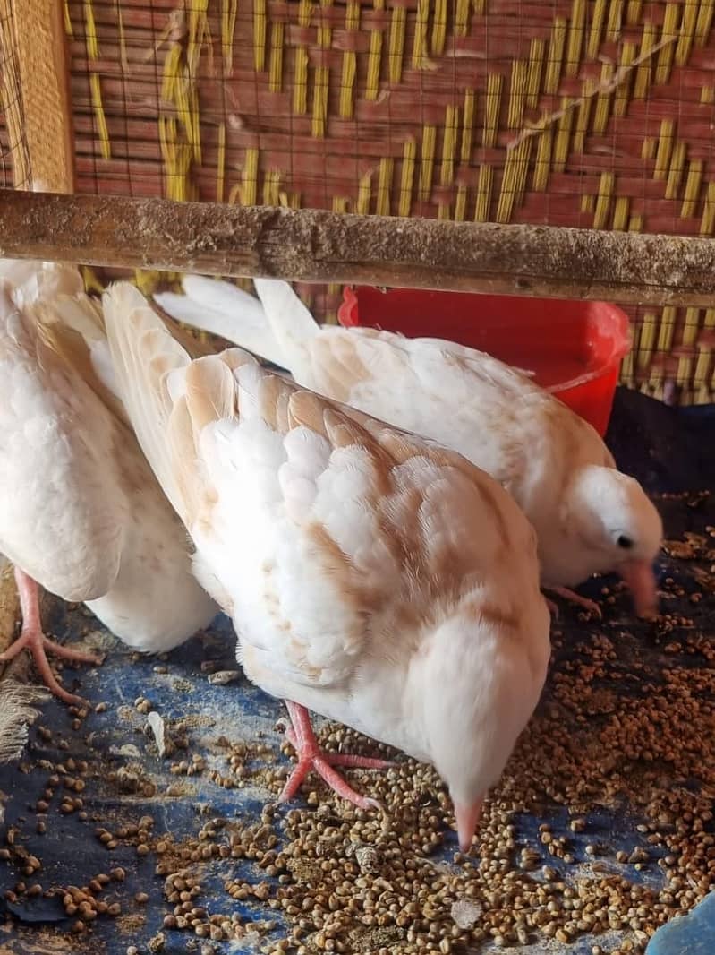 doves( khumray) 2
