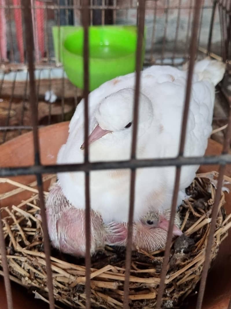 doves( khumray) 0
