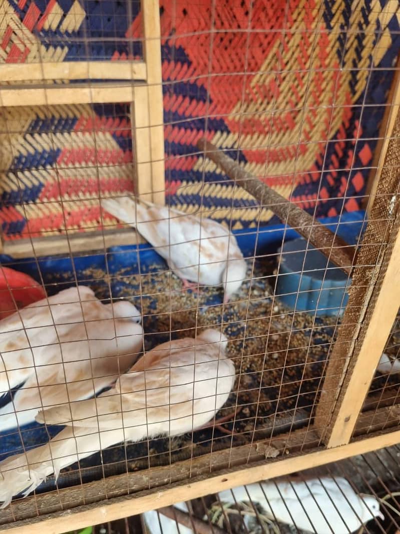 doves( khumray) 3