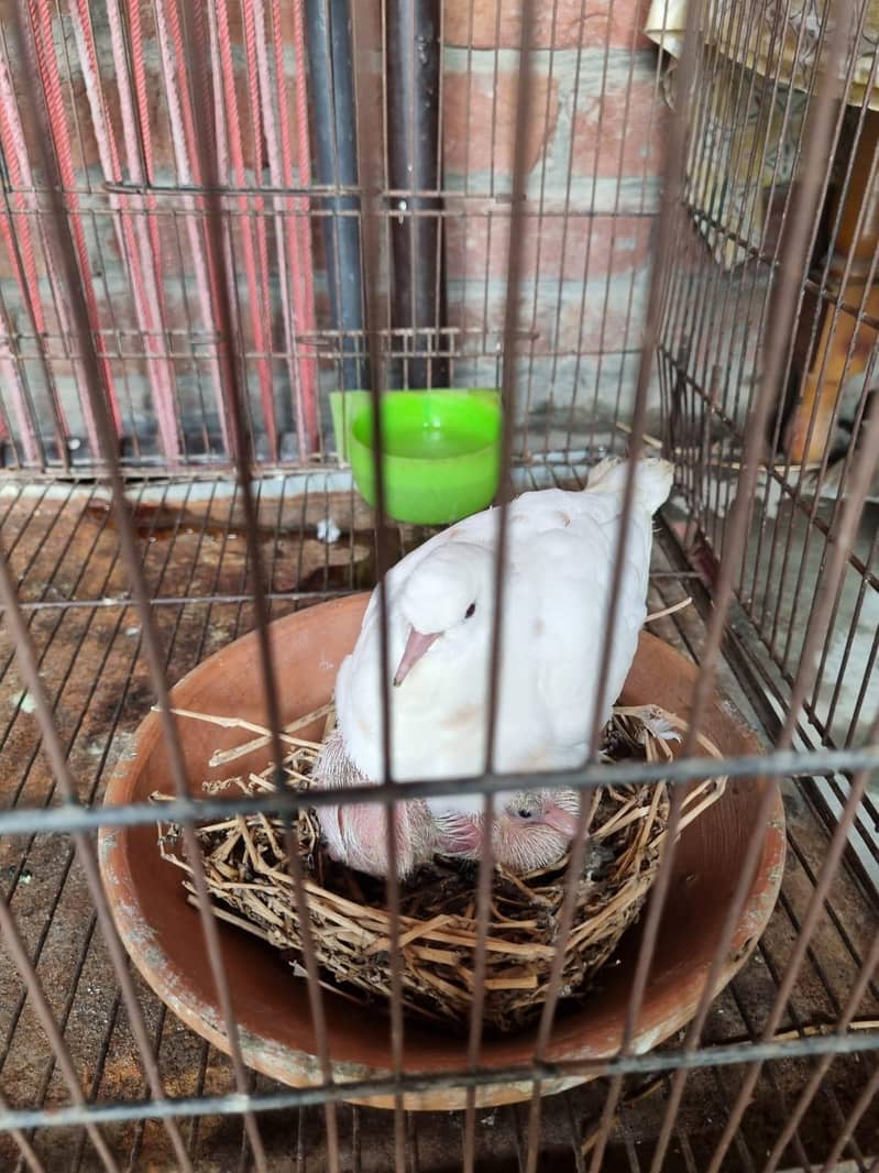 doves( khumray) 4