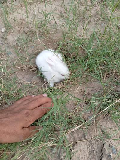 Pure New Zealand White Rabbit Pair (Cute Baby Kittens)