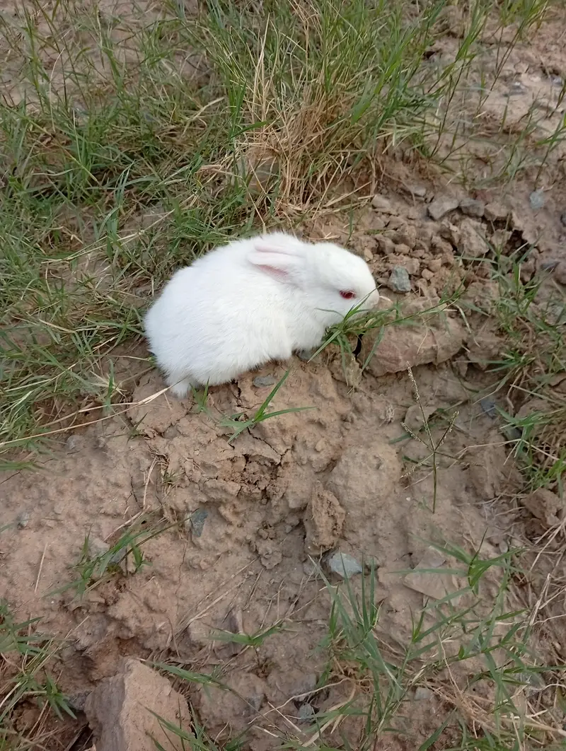 Pure New Zealand White Rabbit Pair (Cute Baby Kittens) — photo 2