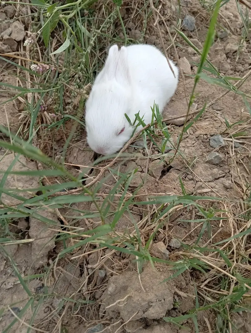 Pure New Zealand White Rabbit Pair (Cute Baby Kittens) — photo 3