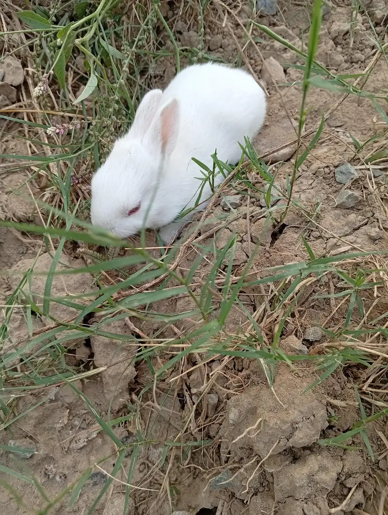 Pure New Zealand White Rabbit Pair (Cute Baby Kittens) — photo 4