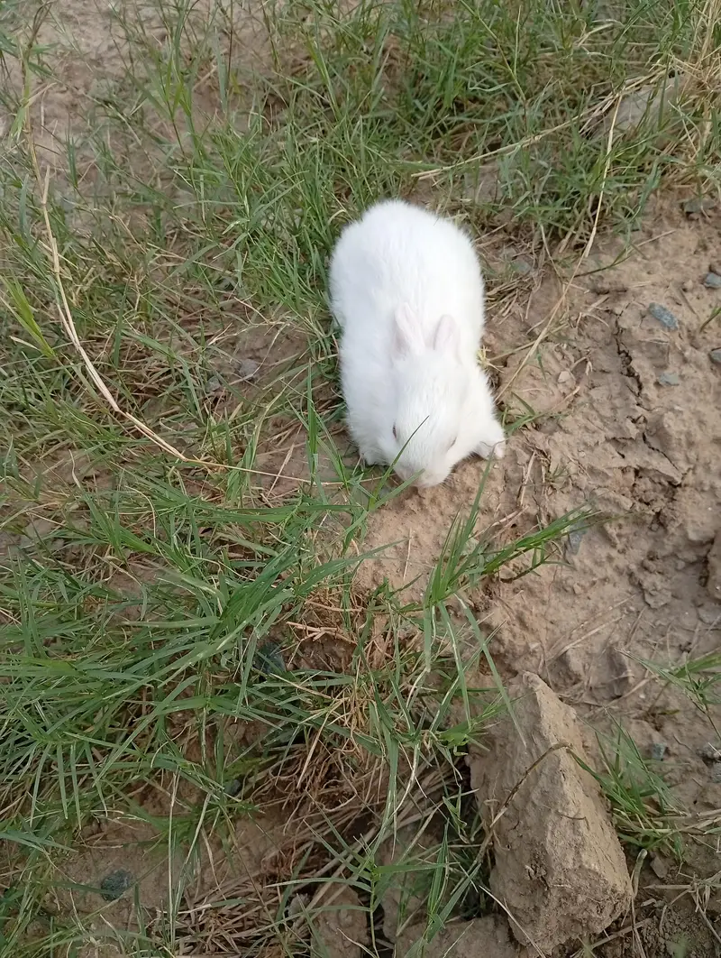 Pure New Zealand White Rabbit Pair (Cute Baby Kittens) — photo 5