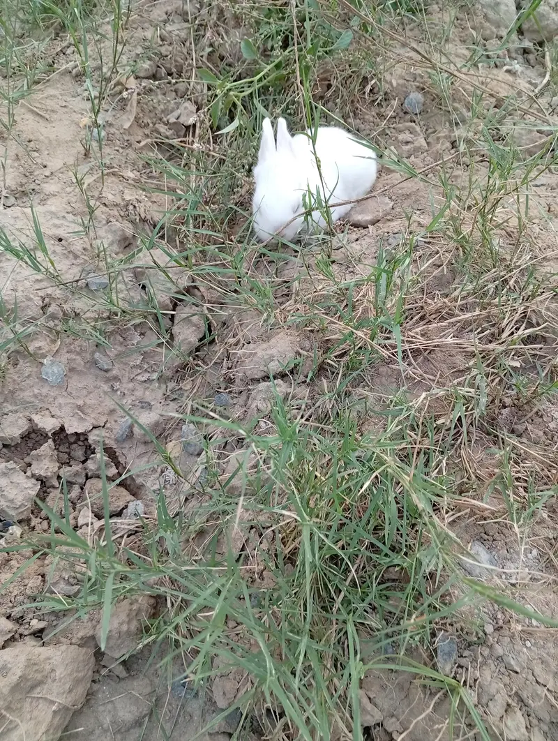 Pure New Zealand White Rabbit Pair (Cute Baby Kittens) — photo 6