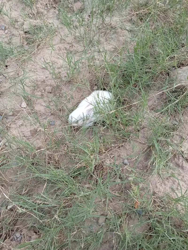 Pure New Zealand White Rabbit Pair (Cute Baby Kittens) — photo 7