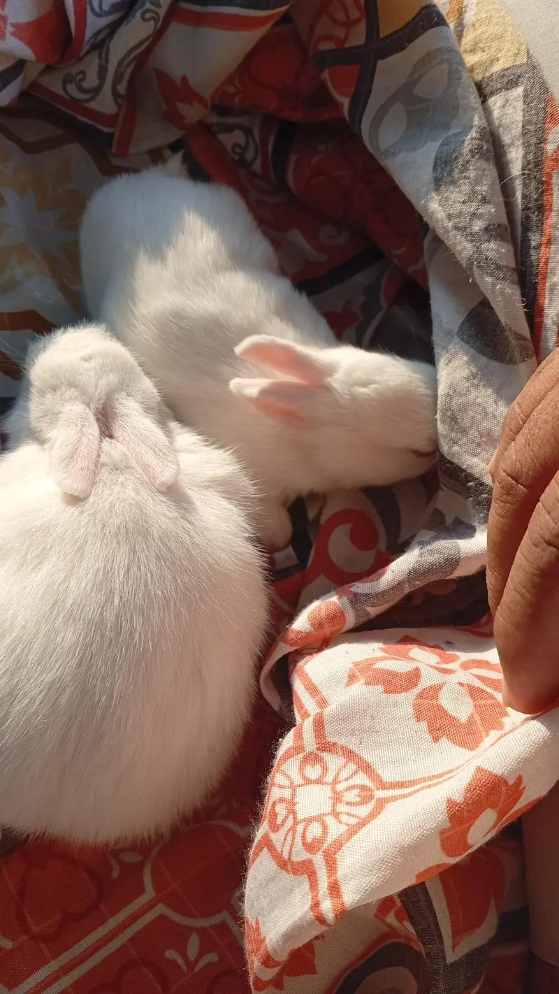 Pure New Zealand White Rabbit Pair (Cute Baby Kittens) — photo 8