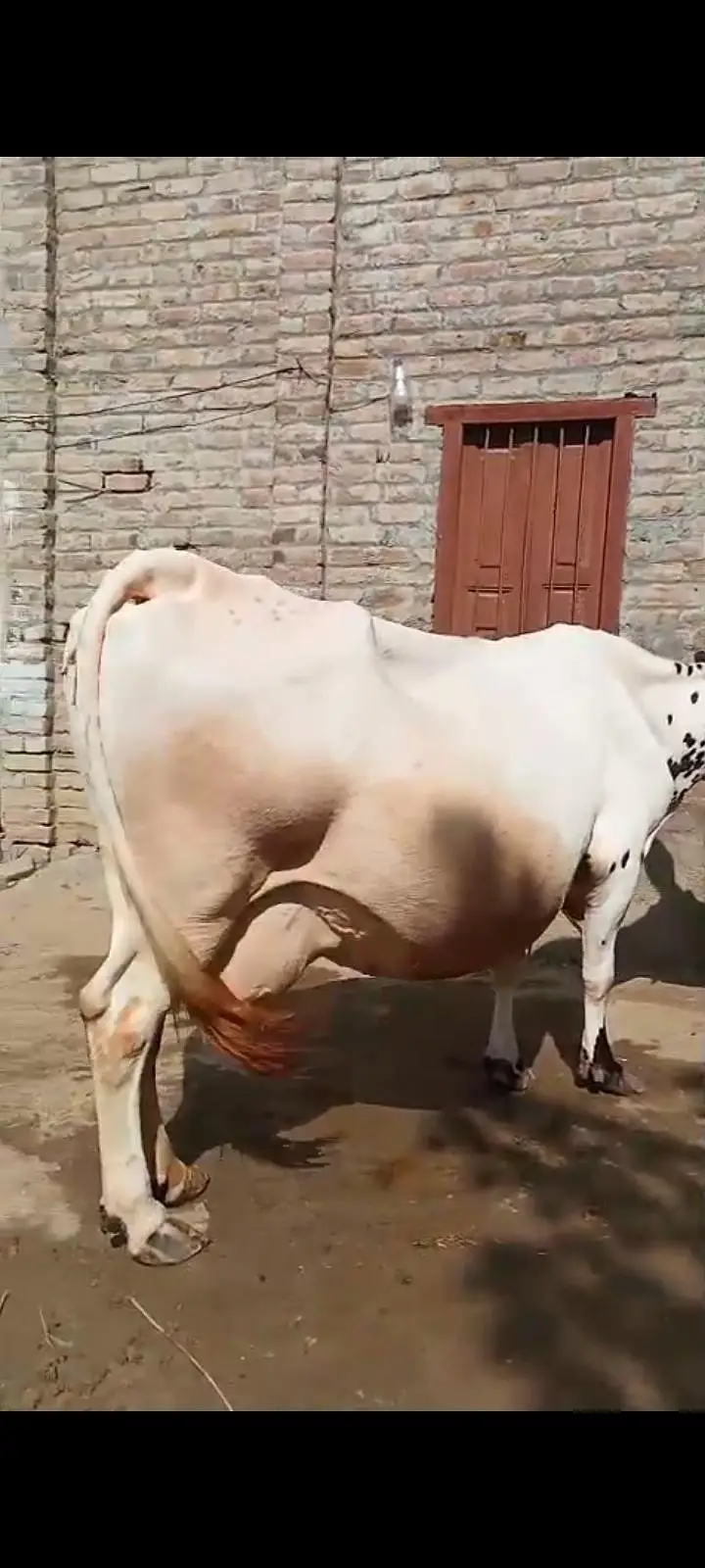 Cholistani Friesen cow for sale 03459343175 — photo 2