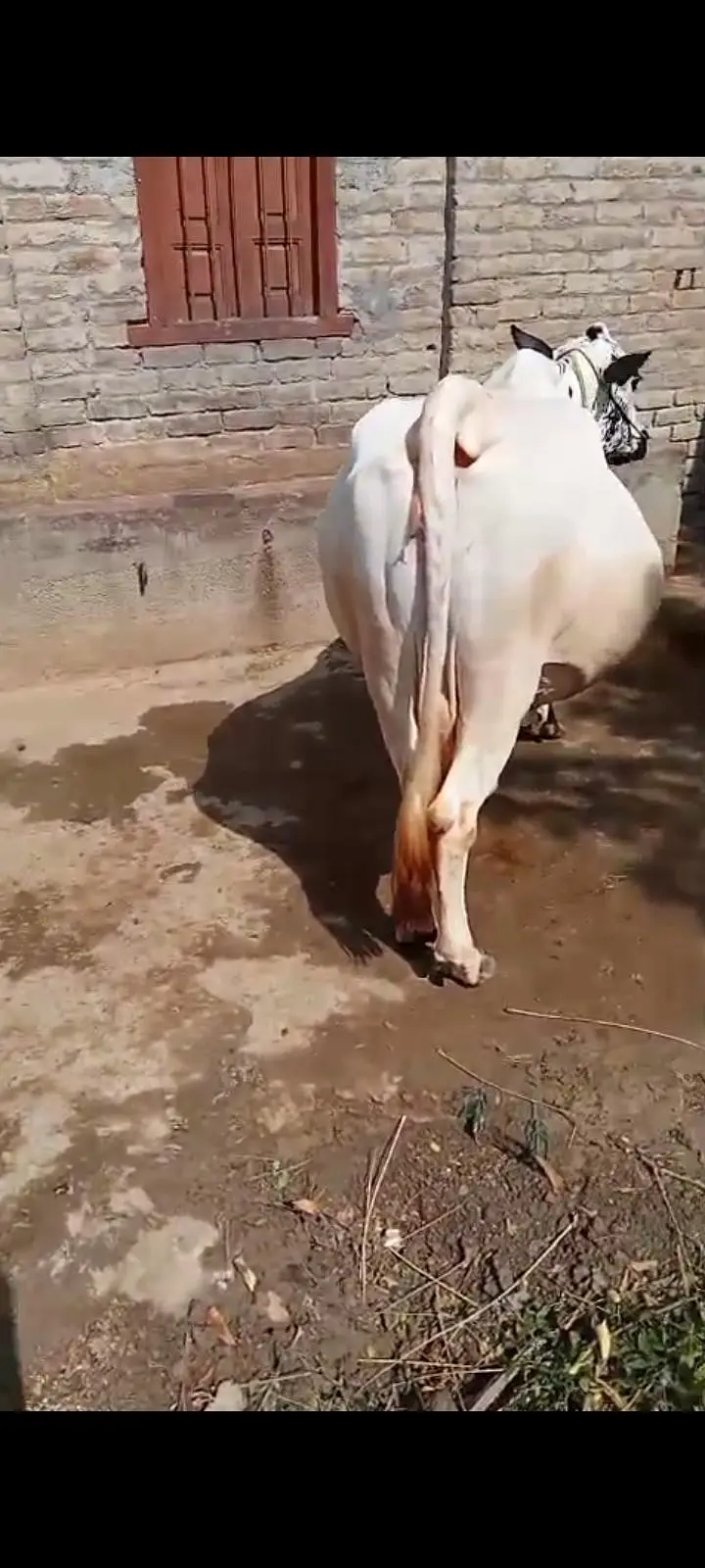 Cholistani Friesen cow for sale 03459343175 — photo 3