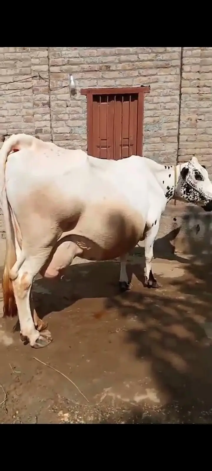 Cholistani Friesen cow for sale 03459343175 — photo 4