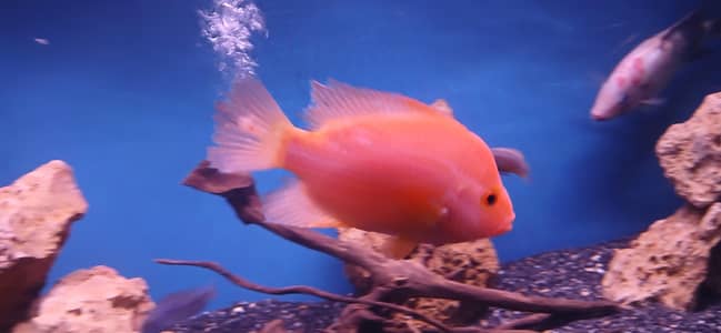 Unique Red Devil Fish for Sale