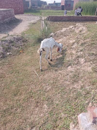 rajanpur