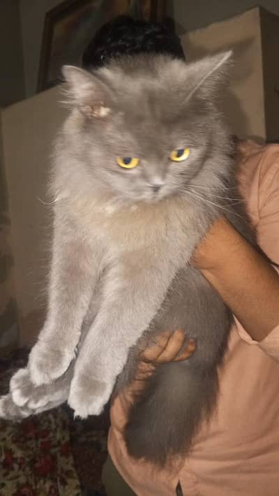 gray cat golden eyes