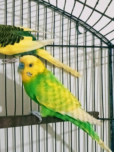 big size budgie breeder pair