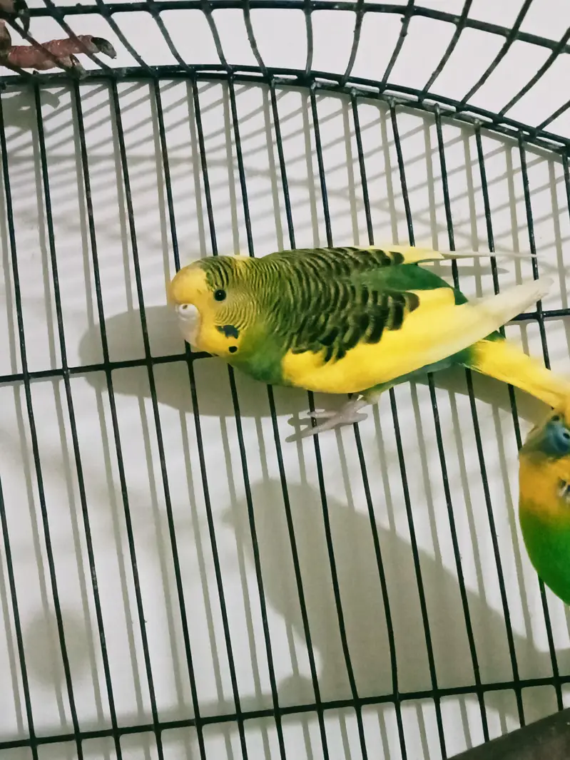 Exchange possible/big size budgie breeder pair — photo 2