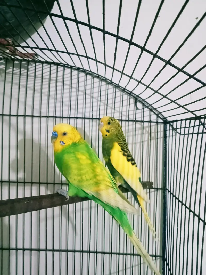 Exchange possible/big size budgie breeder pair — photo 3